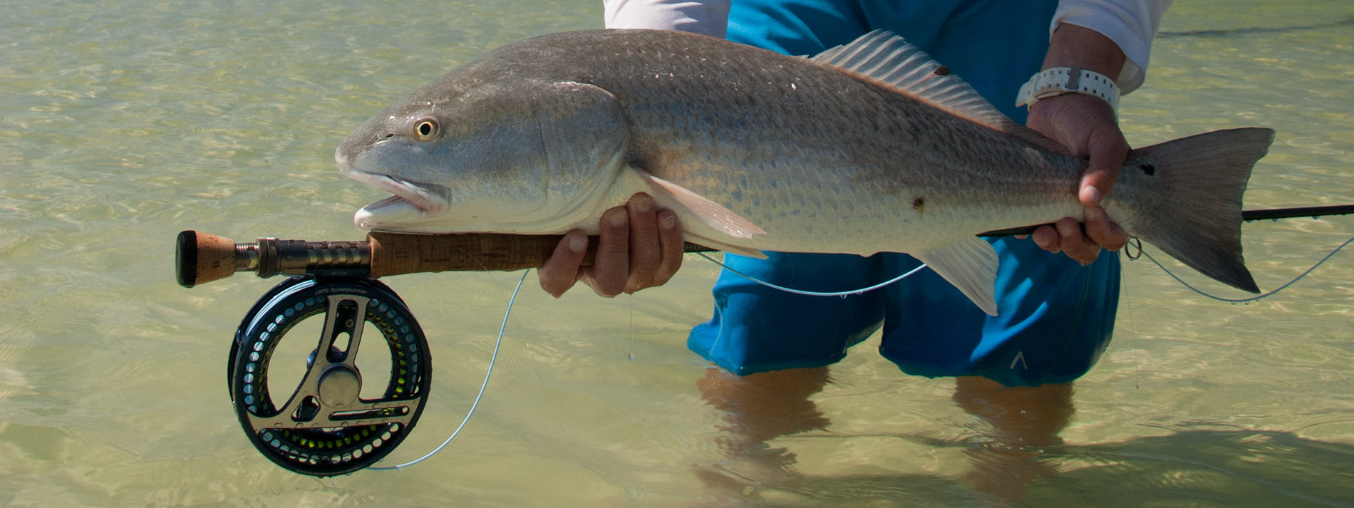 Tampa Fly Guides An Alliance of Fly Fishing Guides in Tampa Bay