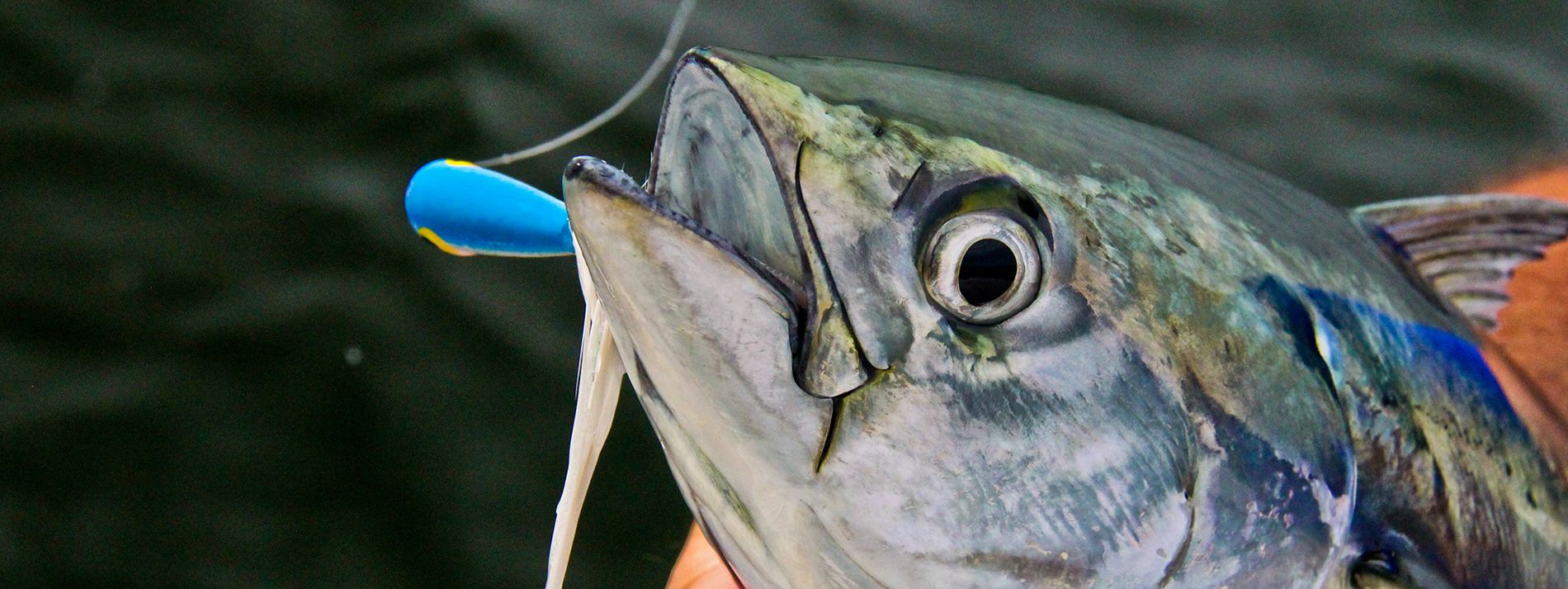 Tampa Fly Guides An Alliance of Fly Fishing Guides in Tampa Bay