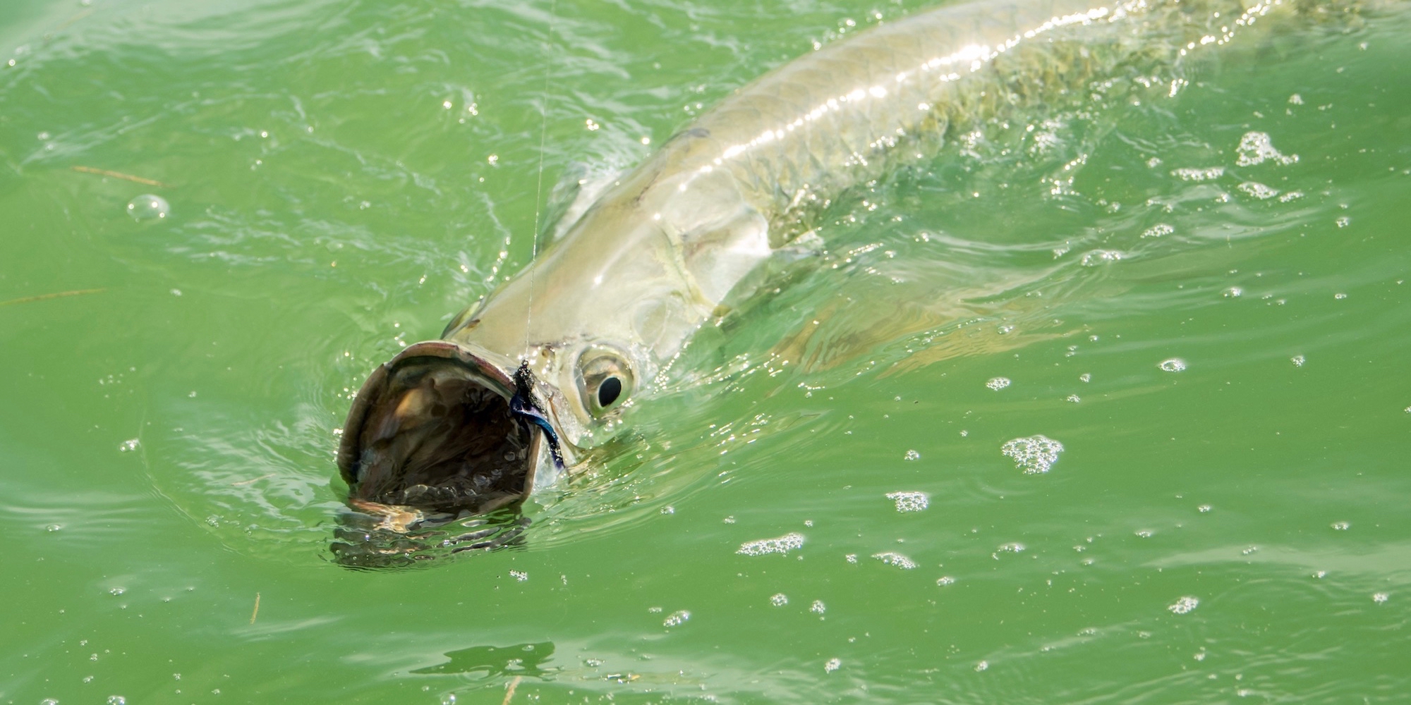 Tampa Fly Guides An Alliance of Fly Fishing Guides in Tampa Bay