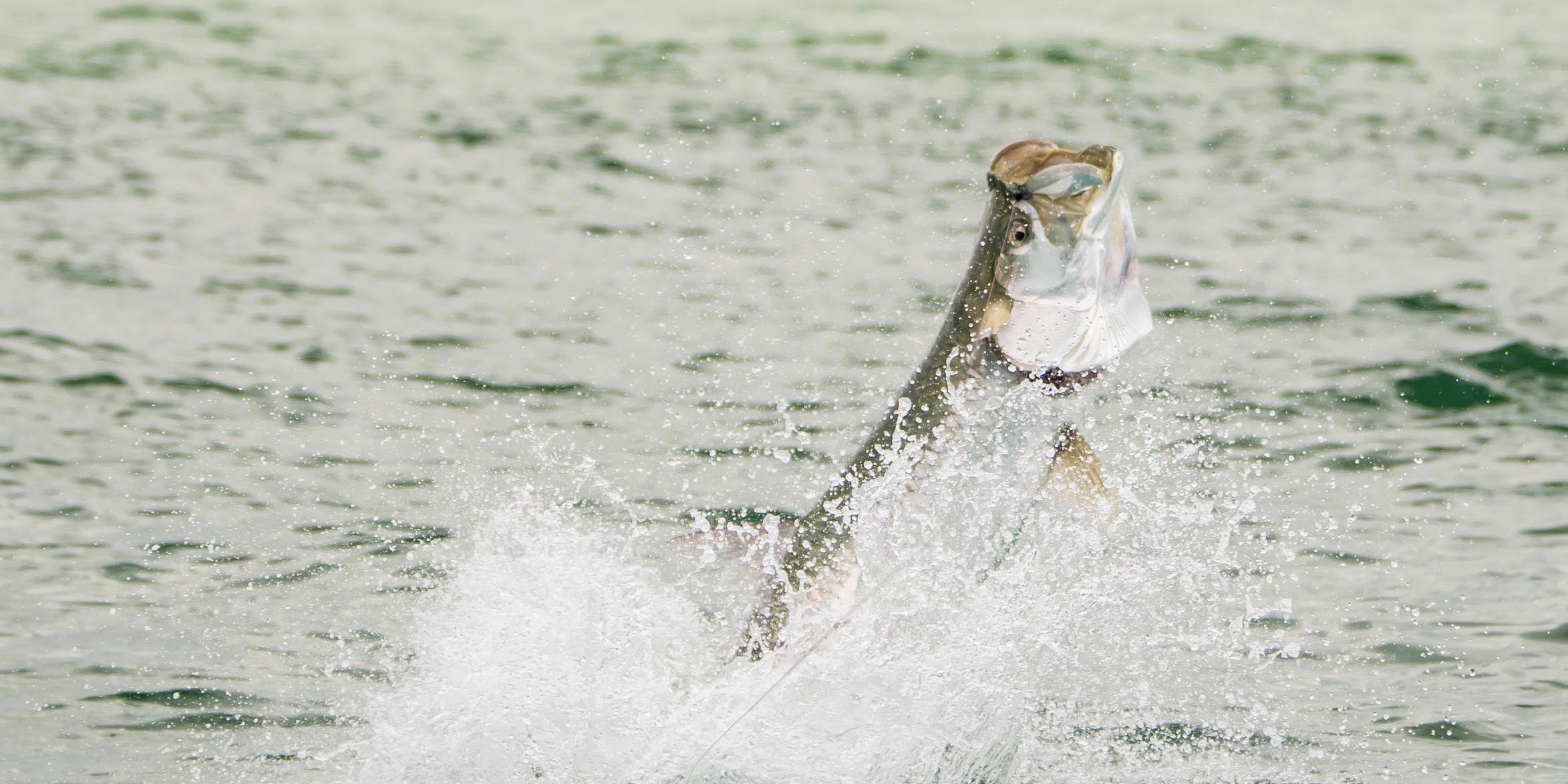 Tampa Fly Guides An Alliance of Fly Fishing Guides in Tampa Bay